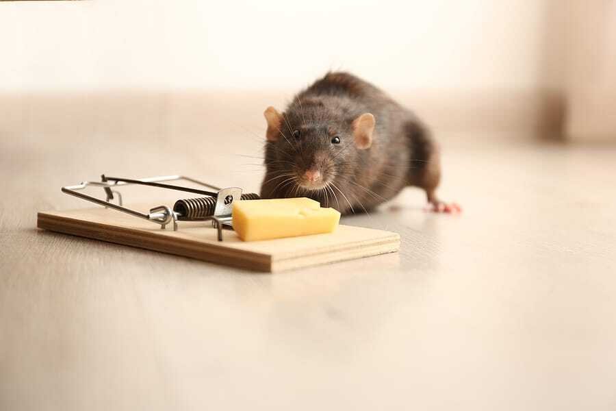 Immediate Danger: When to Call for Emergency Rat Removal Services